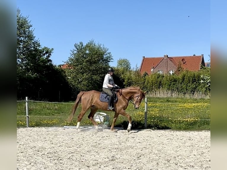 Oldenburger Wallach 7 Jahre 165 cm Fuchs in Dornum