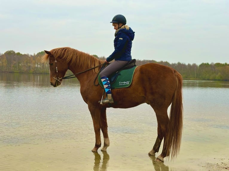 Oldenburger Wallach 7 Jahre 165 cm Fuchs in Dornum