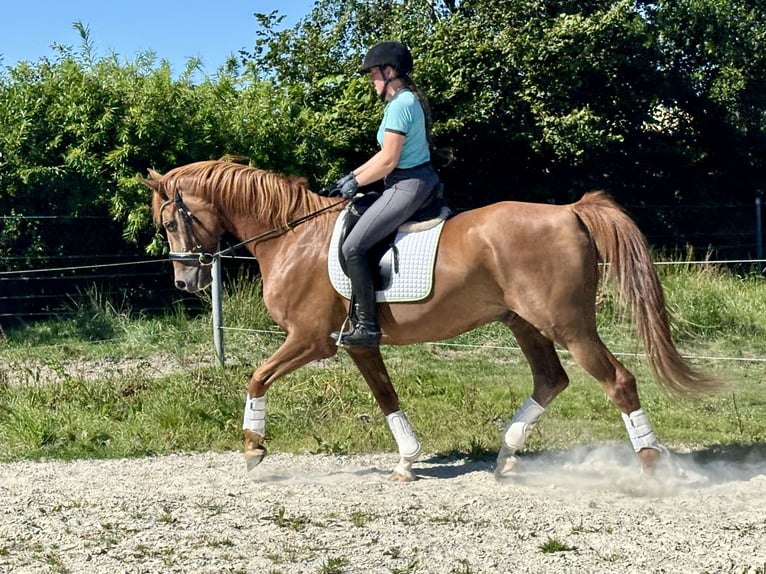 Oldenburger Wallach 7 Jahre 165 cm Fuchs in Dornum