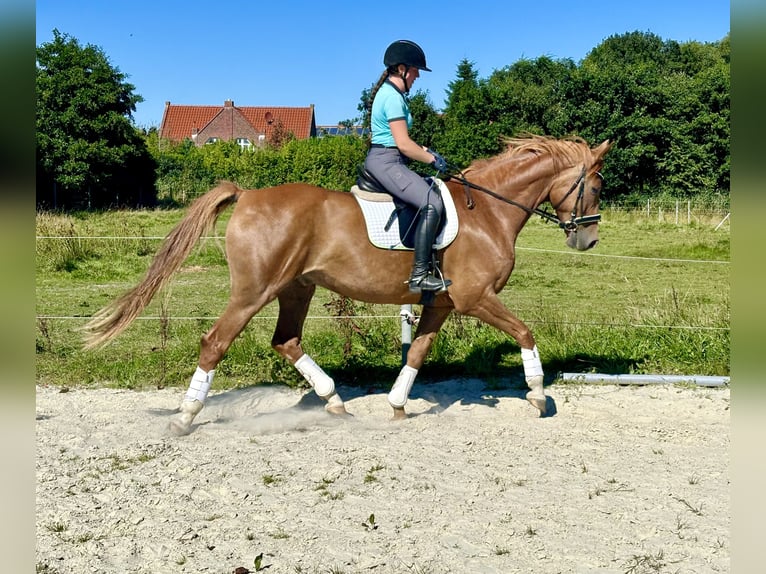 Oldenburger Wallach 7 Jahre 165 cm Fuchs in Dornum