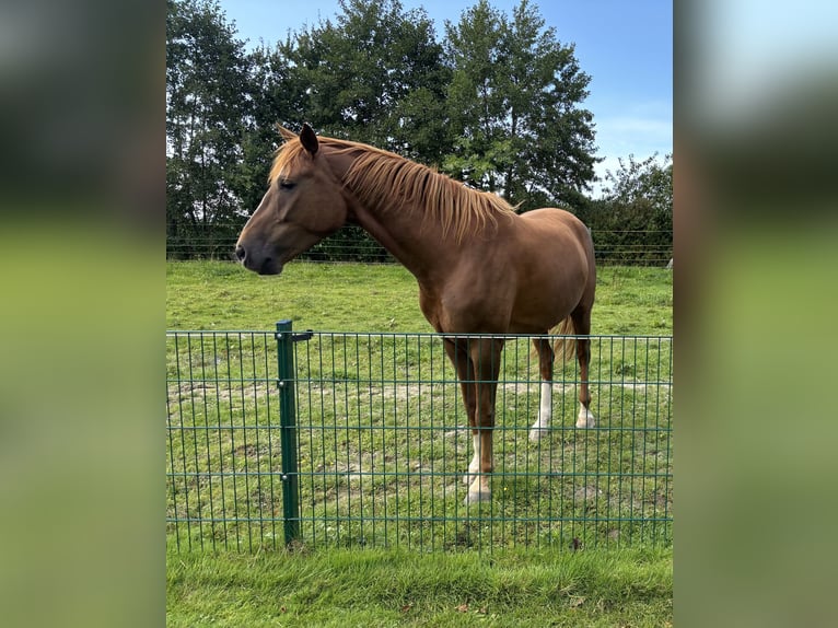 Oldenburger Wallach 7 Jahre 165 cm Fuchs in Dornum