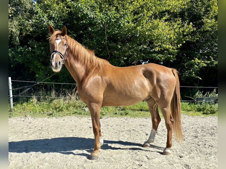 Oldenburger Wallach 7 Jahre 165 cm Fuchs in Dornum