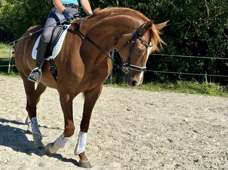 Oldenburger Wallach 7 Jahre 165 cm Fuchs in Dornum