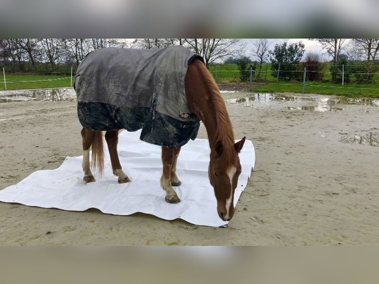 Oldenburger Wallach 7 Jahre 165 cm Fuchs in Westerholt