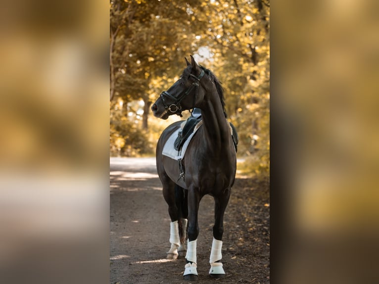 Oldenburger Wallach 7 Jahre 165 cm Rappe in Nützen