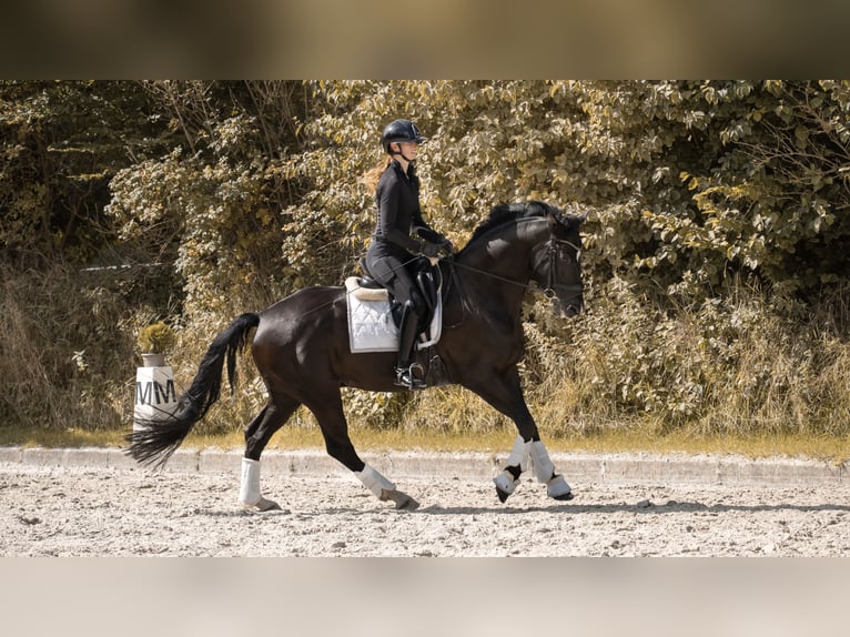Oldenburger Wallach 7 Jahre 165 cm Rappe in Nützen