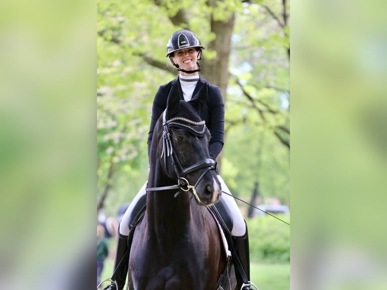 Oldenburger Wallach 7 Jahre 165 cm Rappe in Nützen