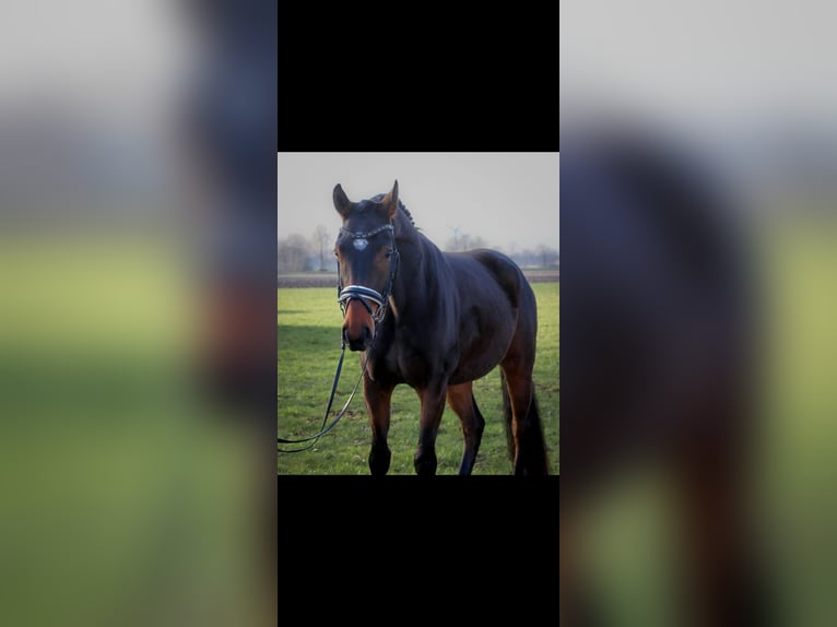 Oldenburger Wallach 7 Jahre 166 cm Brauner in Niederkrüchten