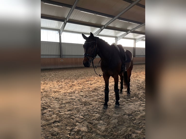 Oldenburger Wallach 7 Jahre 166 cm Dunkelbrauner in Wilhelmshaven