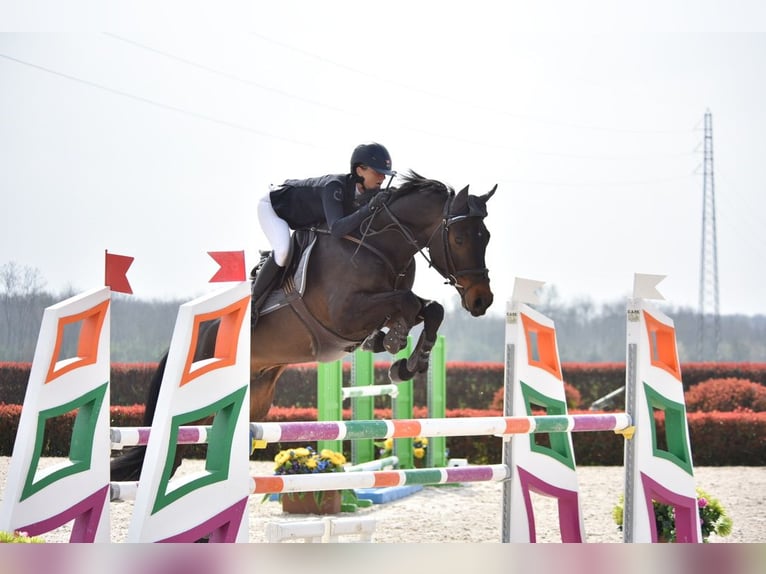 Oldenburger Wallach 7 Jahre 166 cm Dunkelbrauner in Stein AG