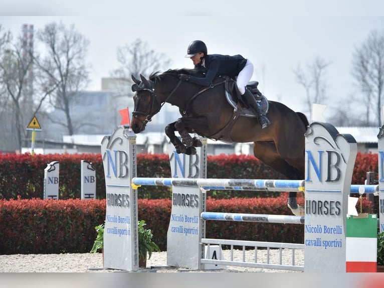 Oldenburger Wallach 7 Jahre 166 cm Dunkelbrauner in Stein AG