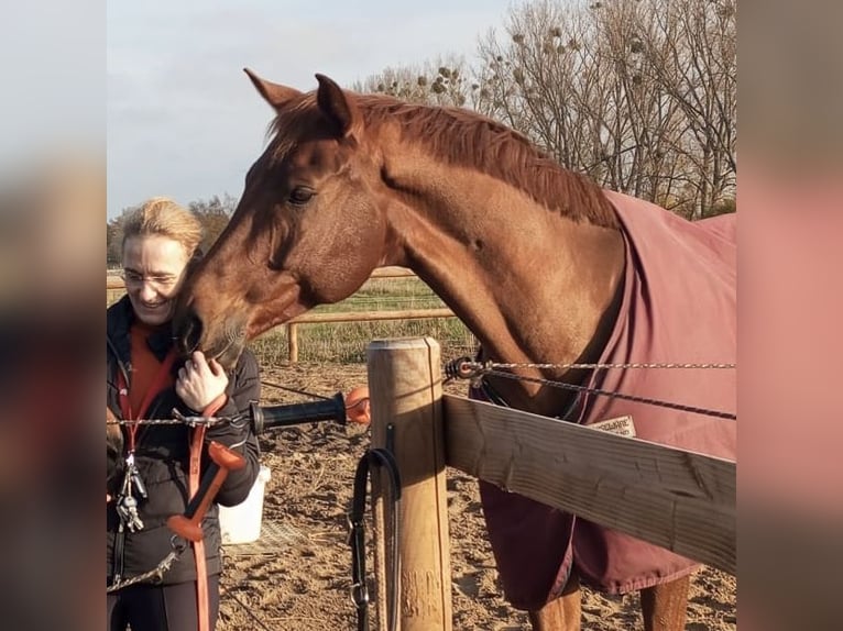Oldenburger Wallach 7 Jahre 166 cm Dunkelfuchs in Dallgow-D&#xF6;beritz