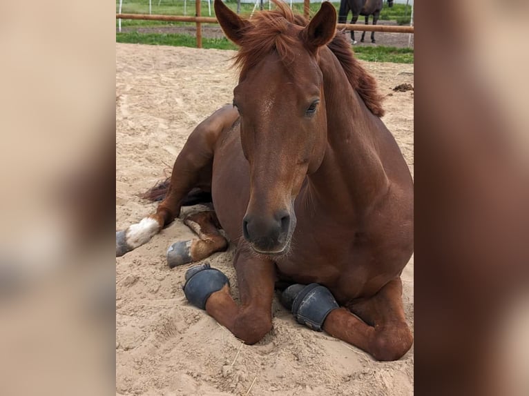 Oldenburger Wallach 7 Jahre 166 cm Dunkelfuchs in Dallgow-D&#xF6;beritz