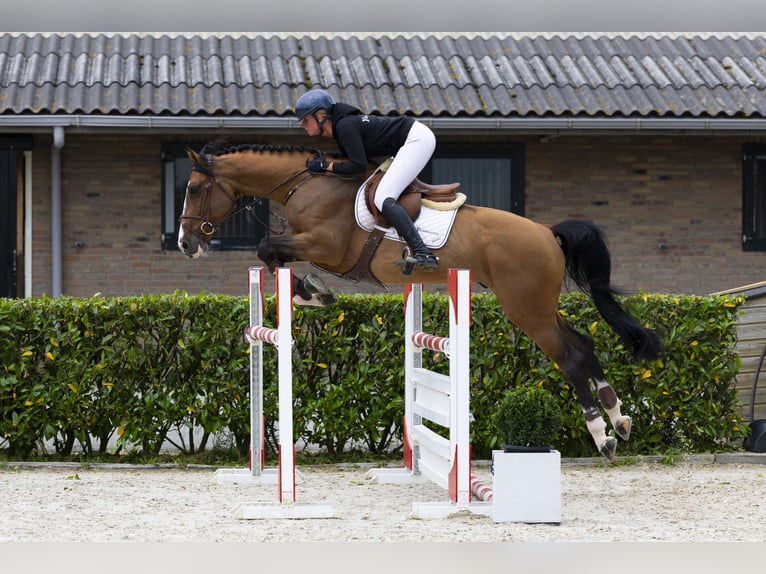 Oldenburger Wallach 7 Jahre 167 cm Brauner in Waddinxveen