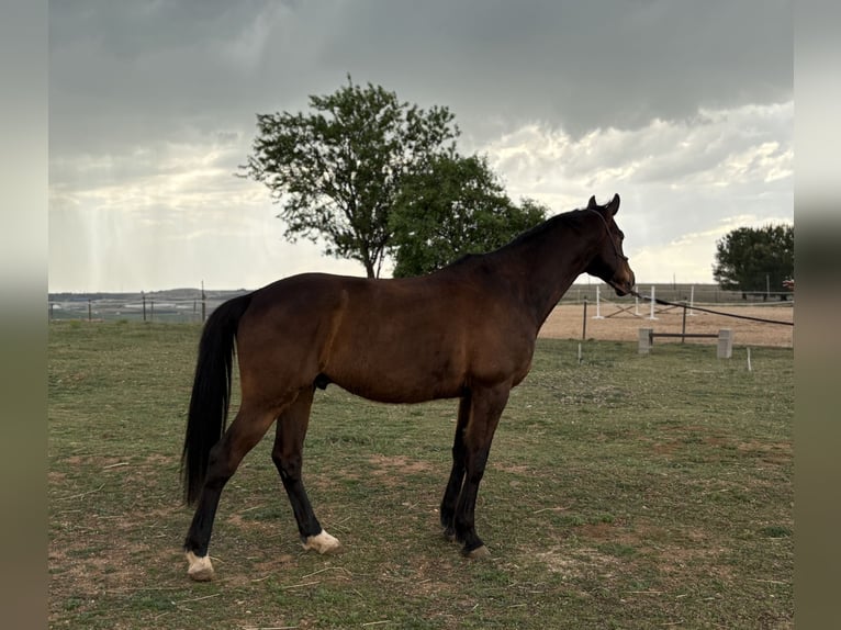 Oldenburger Wallach 7 Jahre 167 cm Dunkelbrauner in Valladolid