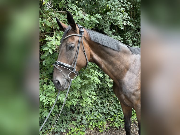 Oldenburger Wallach 7 Jahre 167 cm Dunkelbrauner in Oberhausen