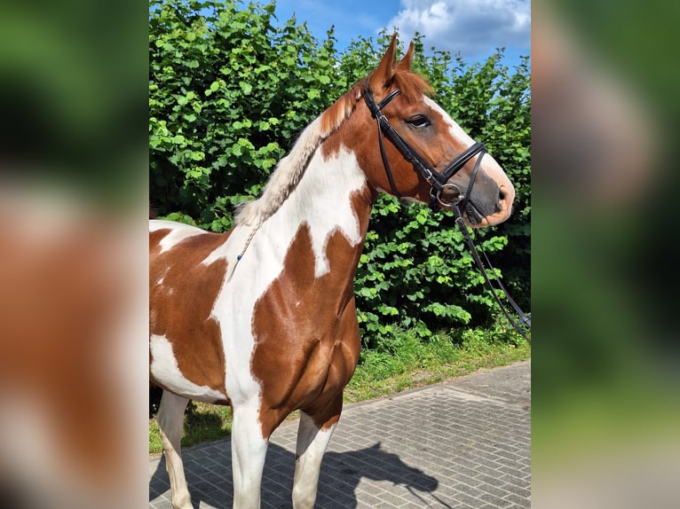 Oldenburger Wallach 7 Jahre 167 cm Schecke in Oerlinghausen