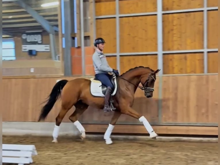 Oldenburger Wallach 7 Jahre 168 cm Brauner in Gleichen
