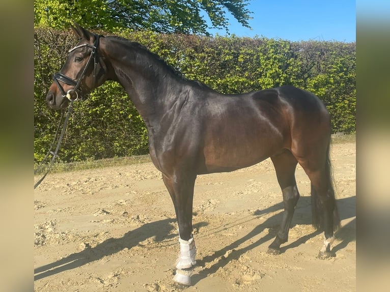 Oldenburger Wallach 7 Jahre 168 cm Brauner in Sprockhövel