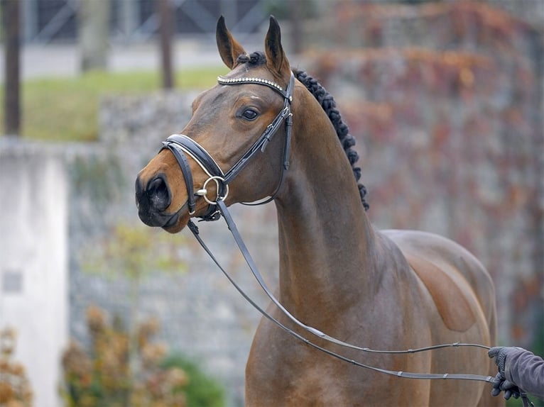 Oldenburger Wallach 7 Jahre 168 cm Brauner in Burgwedel