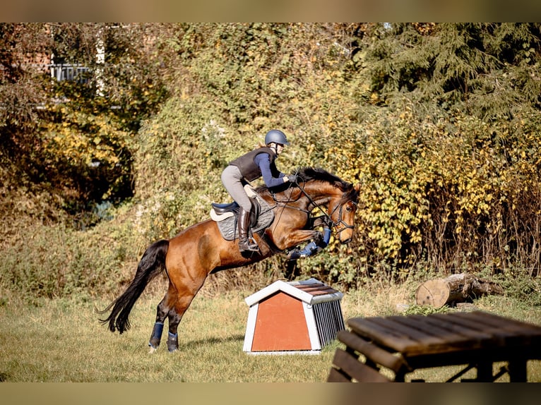 Oldenburger Wallach 7 Jahre 168 cm Brauner in Burgwedel