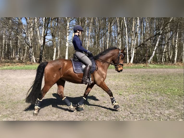 Oldenburger Wallach 7 Jahre 168 cm Brauner in Burgwedel