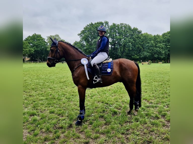 Oldenburger Wallach 7 Jahre 168 cm Brauner in Burgwedel