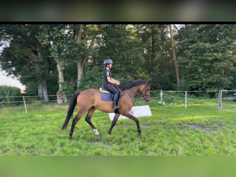 Oldenburger Wallach 7 Jahre 168 cm Brauner in Visselh&#xF6;vede