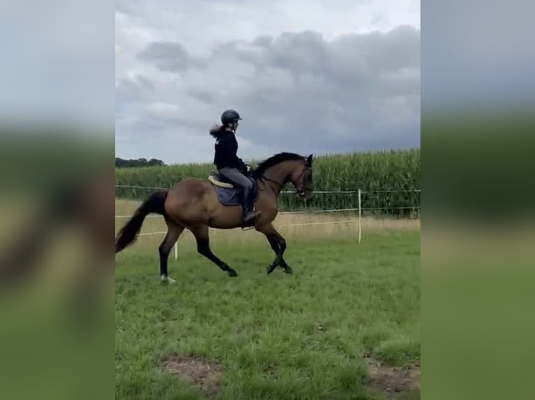 Oldenburger Wallach 7 Jahre 168 cm Brauner in Visselh&#xF6;vede