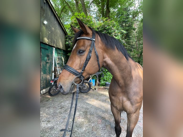 Oldenburger Wallach 7 Jahre 168 cm Brauner in Visselh&#xF6;vede