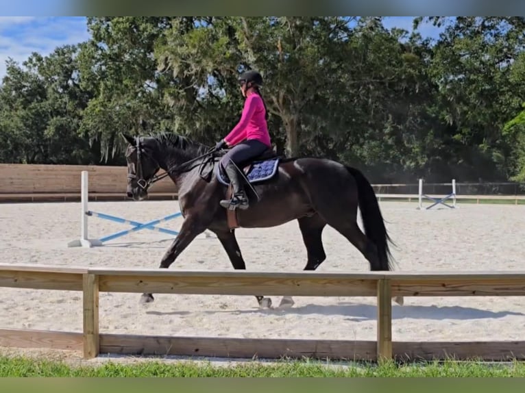Oldenburger Wallach 7 Jahre 168 cm Rappe in Ocala FL