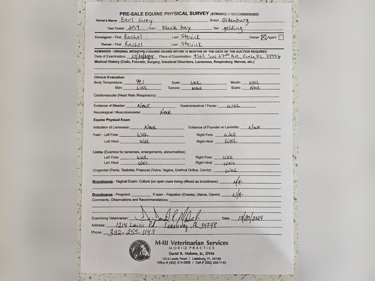 Oldenburger Wallach 7 Jahre 168 cm Rappe in Ocala FL