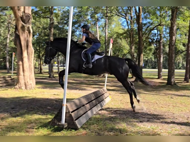 Oldenburger Wallach 7 Jahre 168 cm Rappe in Ocala FL
