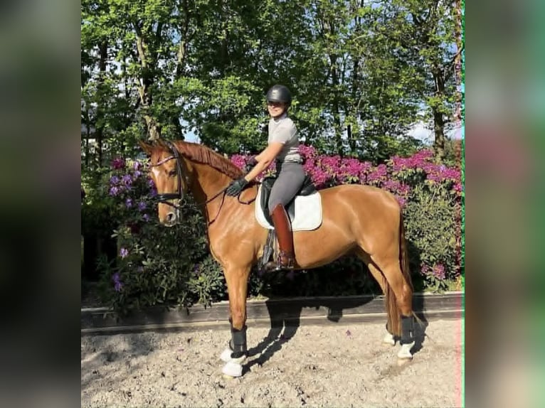Oldenburger Wallach 7 Jahre 168 cm Red Dun in viby j