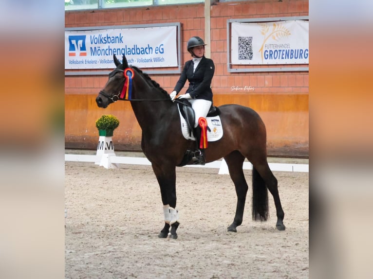 Oldenburger Wallach 7 Jahre 169 cm Schwarzbrauner in Goch