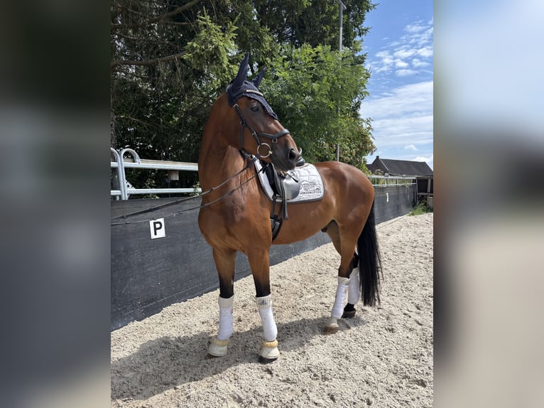 Oldenburger Wallach 7 Jahre 170 cm Brauner in Aachen