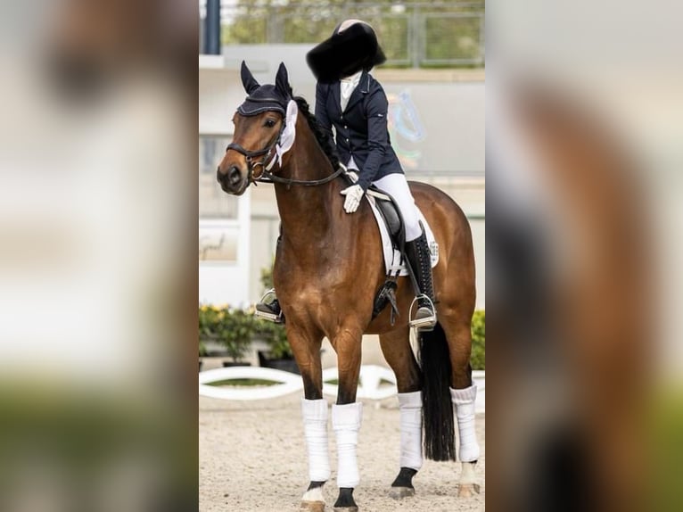 Oldenburger Wallach 7 Jahre 170 cm Brauner in Aachen