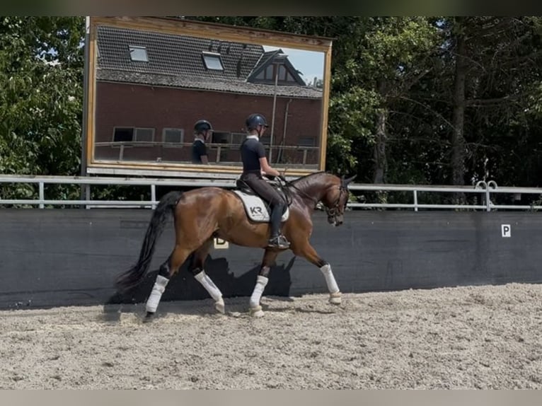 Oldenburger Wallach 7 Jahre 170 cm Brauner in Aachen