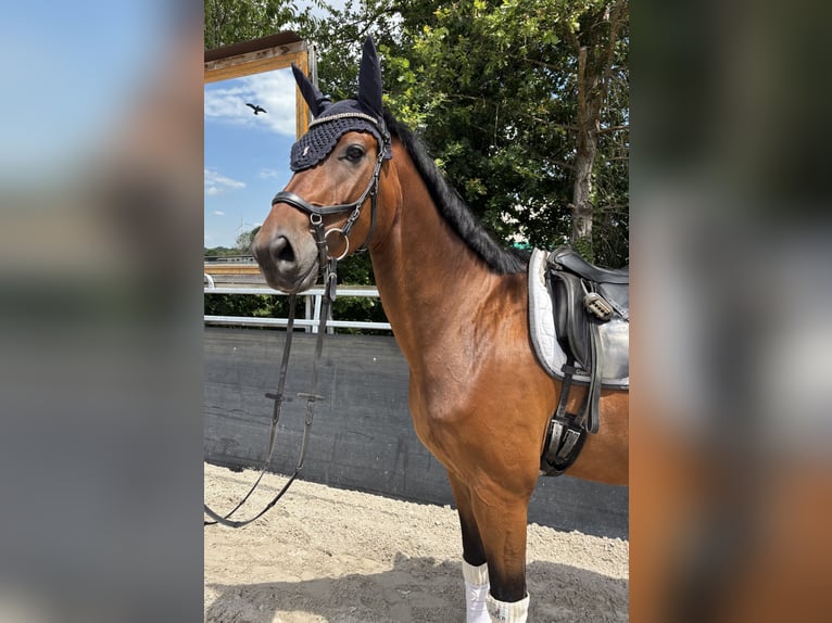 Oldenburger Wallach 7 Jahre 170 cm Brauner in Aachen