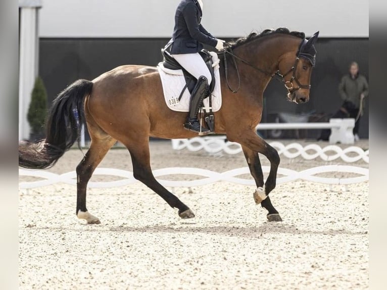 Oldenburger Wallach 7 Jahre 170 cm Brauner in Aachen