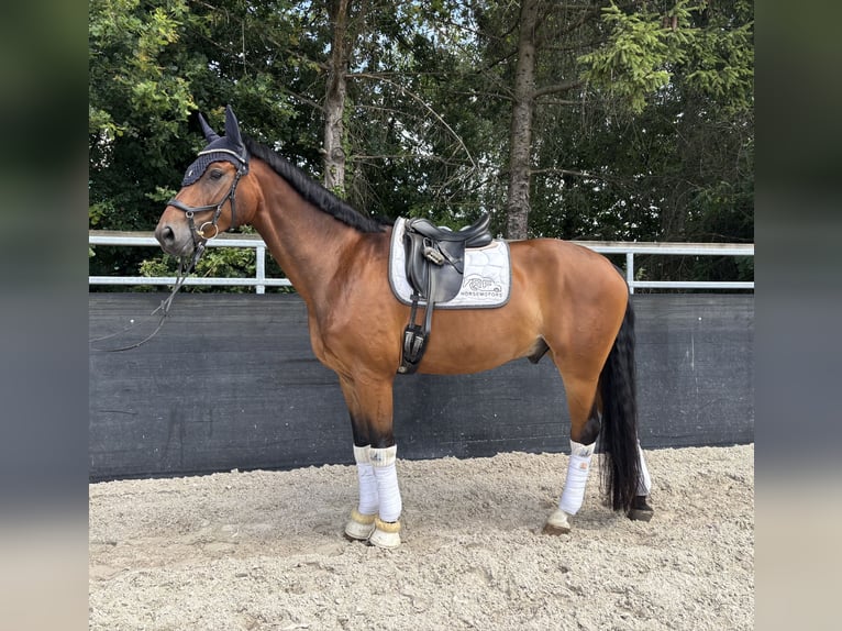 Oldenburger Wallach 7 Jahre 170 cm Brauner in Aachen
