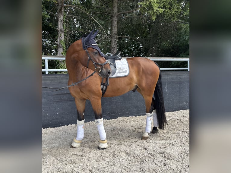 Oldenburger Wallach 7 Jahre 170 cm Brauner in Aachen
