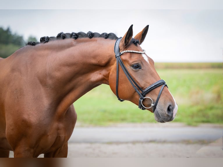 Oldenburger Wallach 7 Jahre 170 cm Brauner in Bramsche