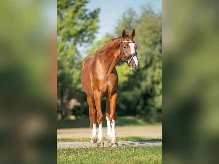 Oldenburger Wallach 7 Jahre 170 cm Fuchs in Leoben