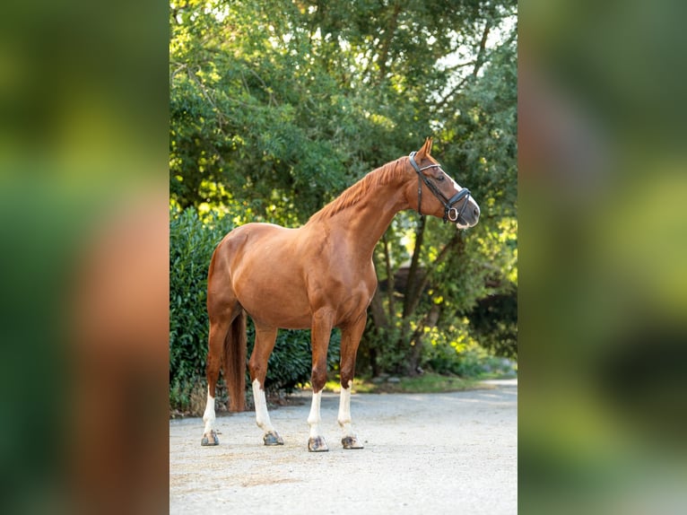 Oldenburger Wallach 7 Jahre 170 cm Fuchs in Leoben
