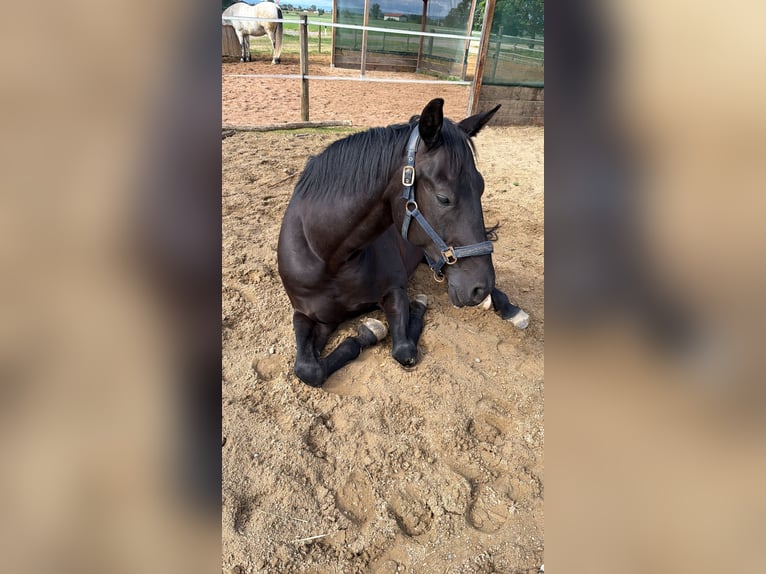 Oldenburger Wallach 7 Jahre 170 cm Rappe in Nördlingen