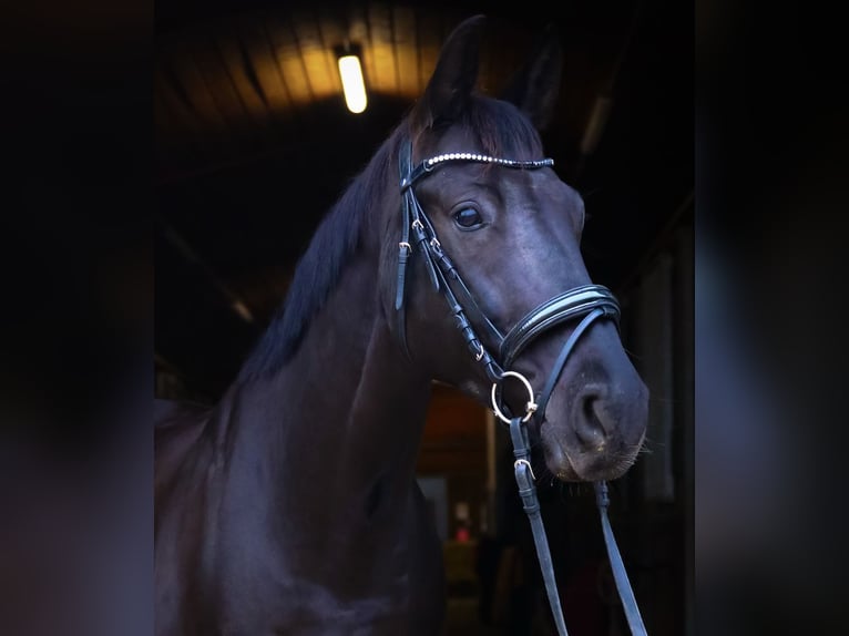 Oldenburger Wallach 7 Jahre 170 cm Rappe in Nördlingen