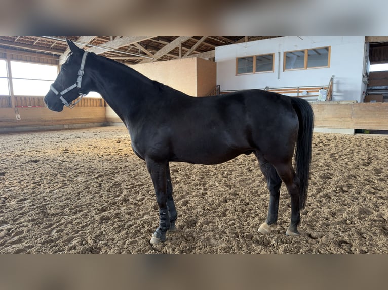 Oldenburger Wallach 7 Jahre 170 cm Rappe in Nördlingen