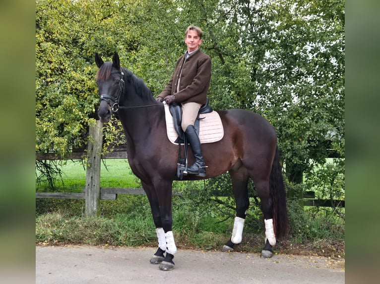Oldenburger Wallach 7 Jahre 170 cm Schwarzbrauner in Viernheim