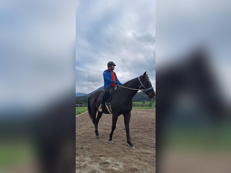 Oldenburger Mix Wallach 7 Jahre 170 cm Schwarzbrauner in Koppl